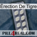 Érection De Tigre 08